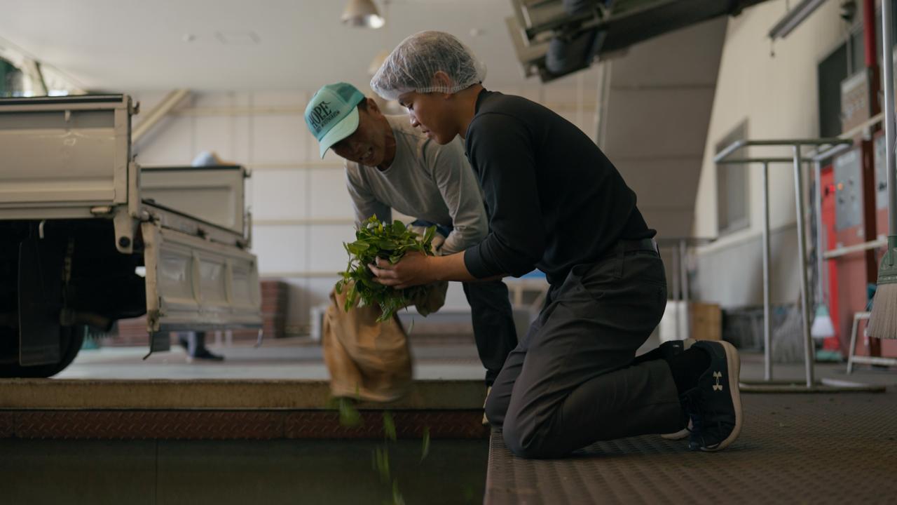 Workers carefully inspecting freshly harvested green tea leaves at the Sasaki Seicha processing facility.