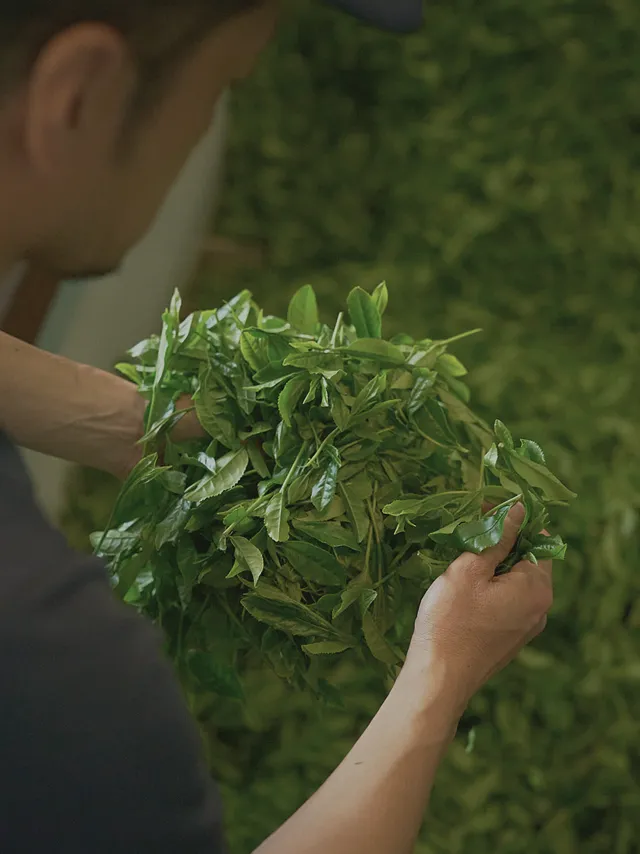 A worker inspecting freshly harvested tea leaves by hand at the factory intake.