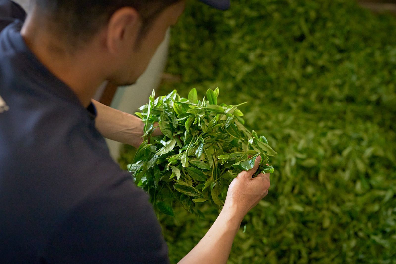 A craftsman sorting freshly harvested green tea leaves by hand at the Sasaki refining facility in Kakegawa