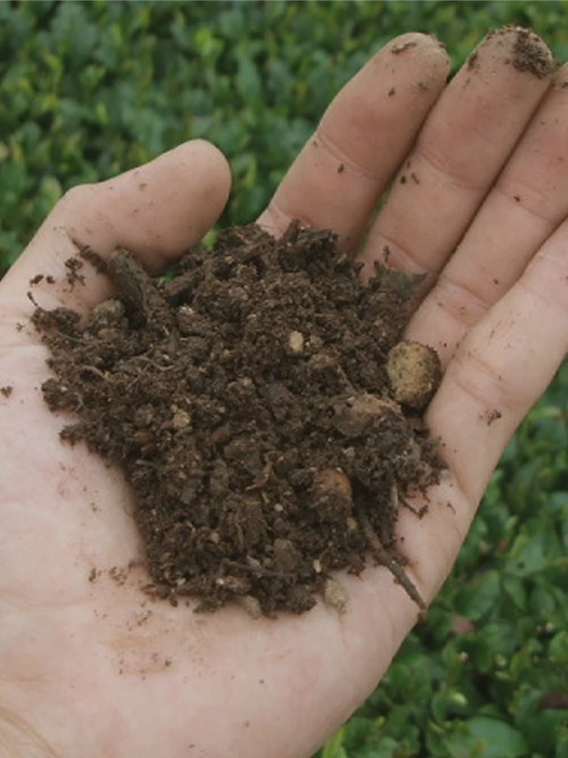 A farmer's hand holding rich dark soil above the tea fields in Kakegawa.