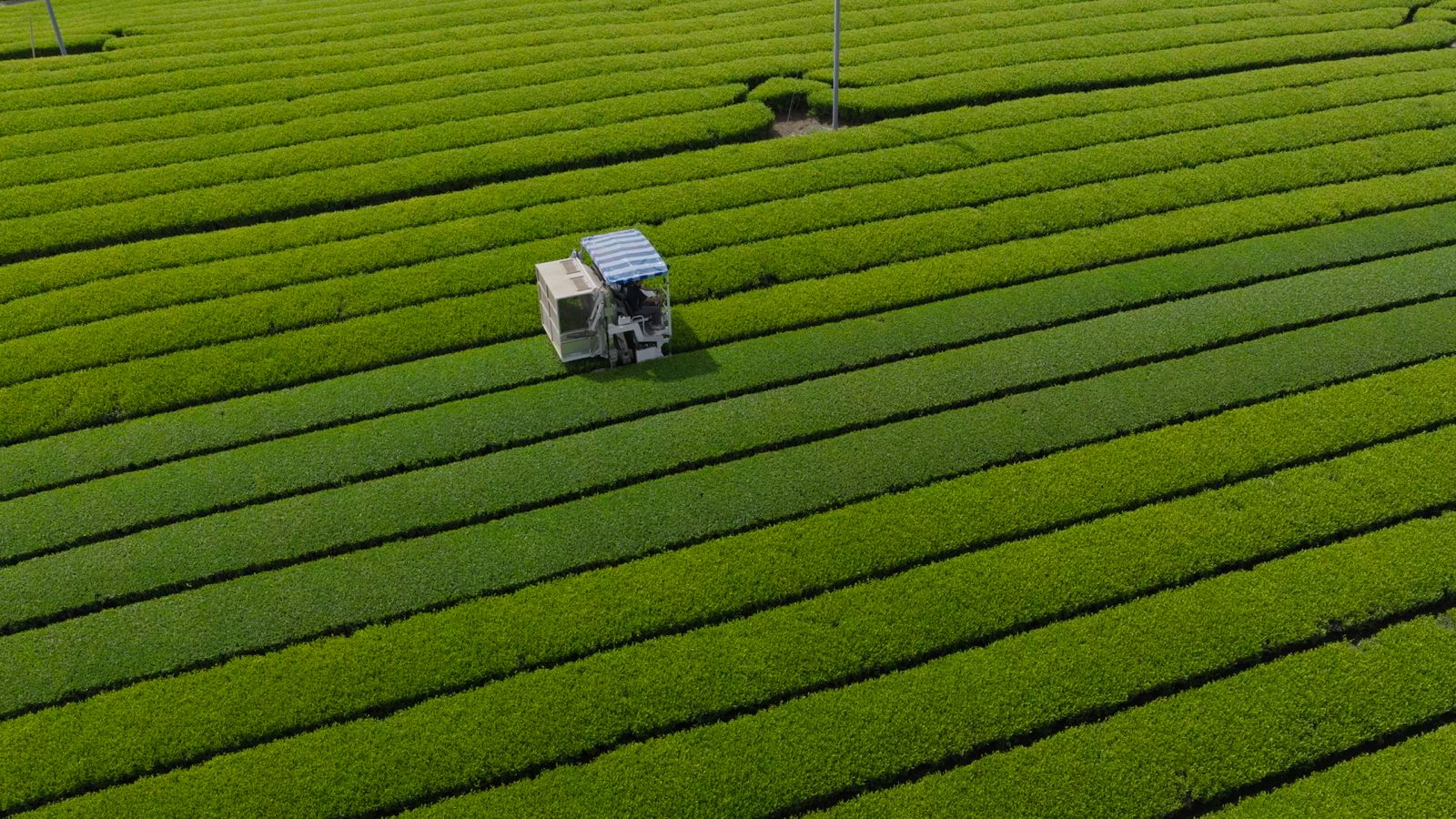 Aerial view of Sasaki Seicha tea fields in Kakegawa, Shizuoka, with a harvesting machine working the rows.