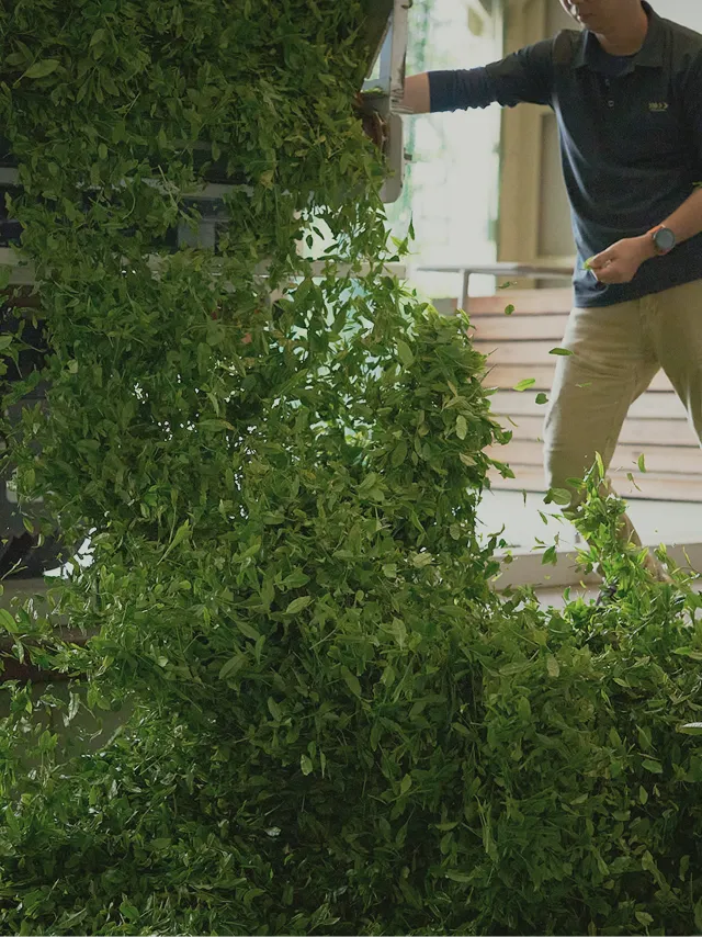 Freshly harvested tea leaves being unloaded from a truck at the Sasaki Seicha factory.