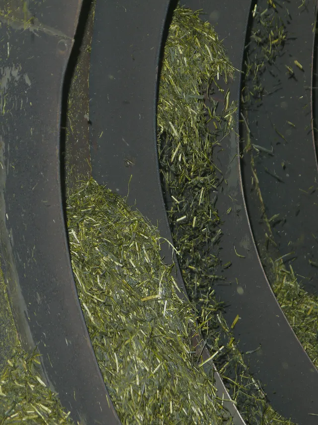 Tea leaves tumbling inside a roasting drum.